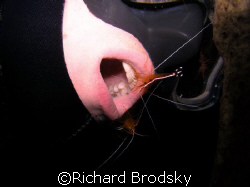 Teeth Cleaning Station, 38m depth  by Richard Brodsky 